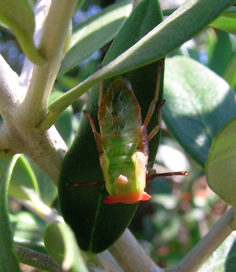 Chi sar il buffo insetto? Membracidae